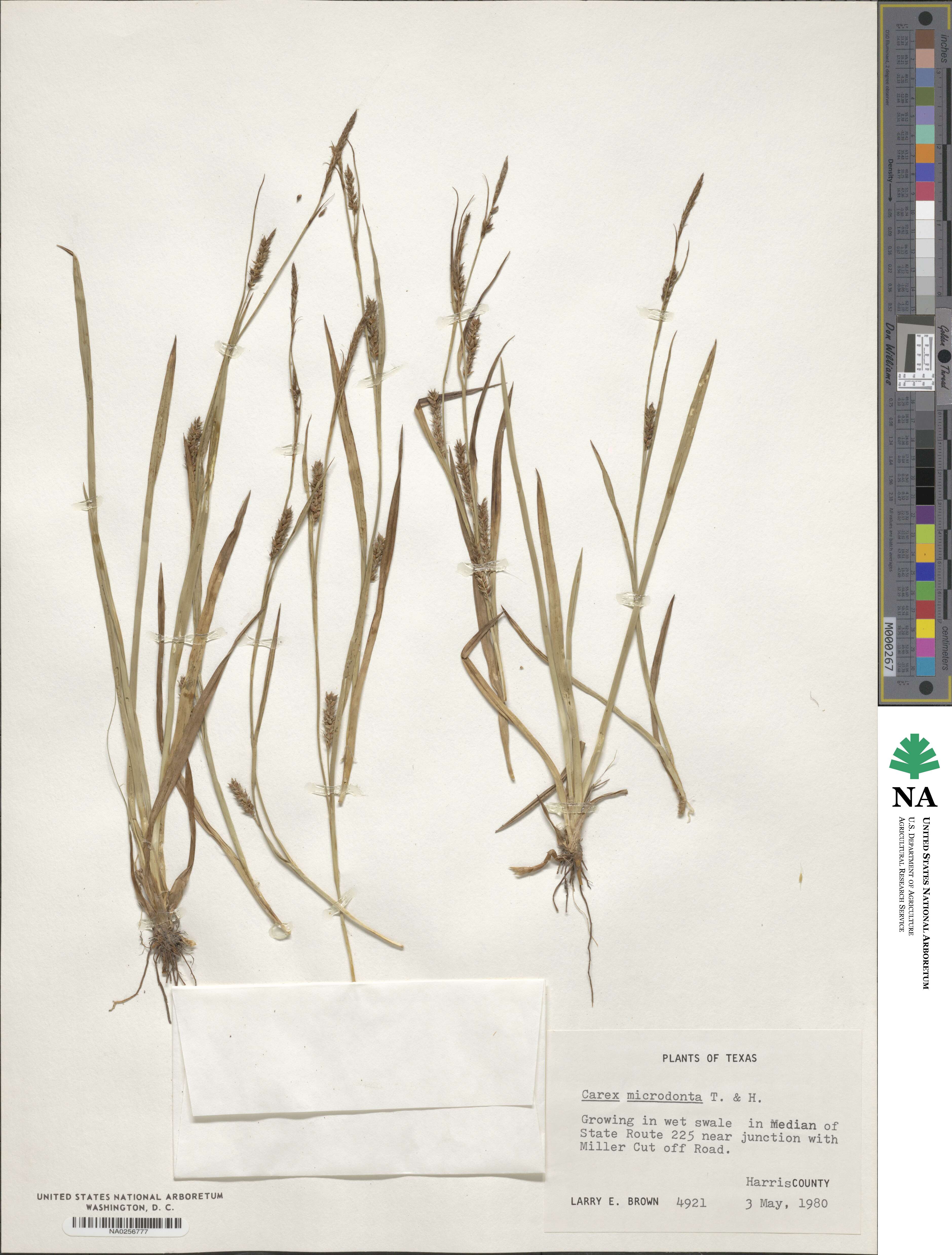 Carex microdonta image