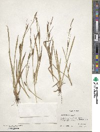 Carex microdonta image