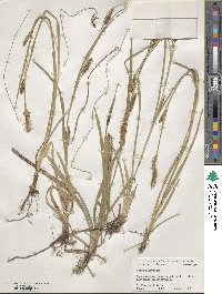 Carex microdonta image