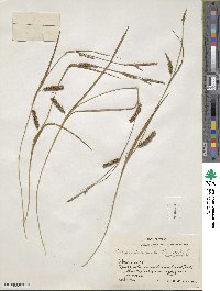 Carex microdonta image