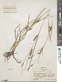 Carex microdonta image