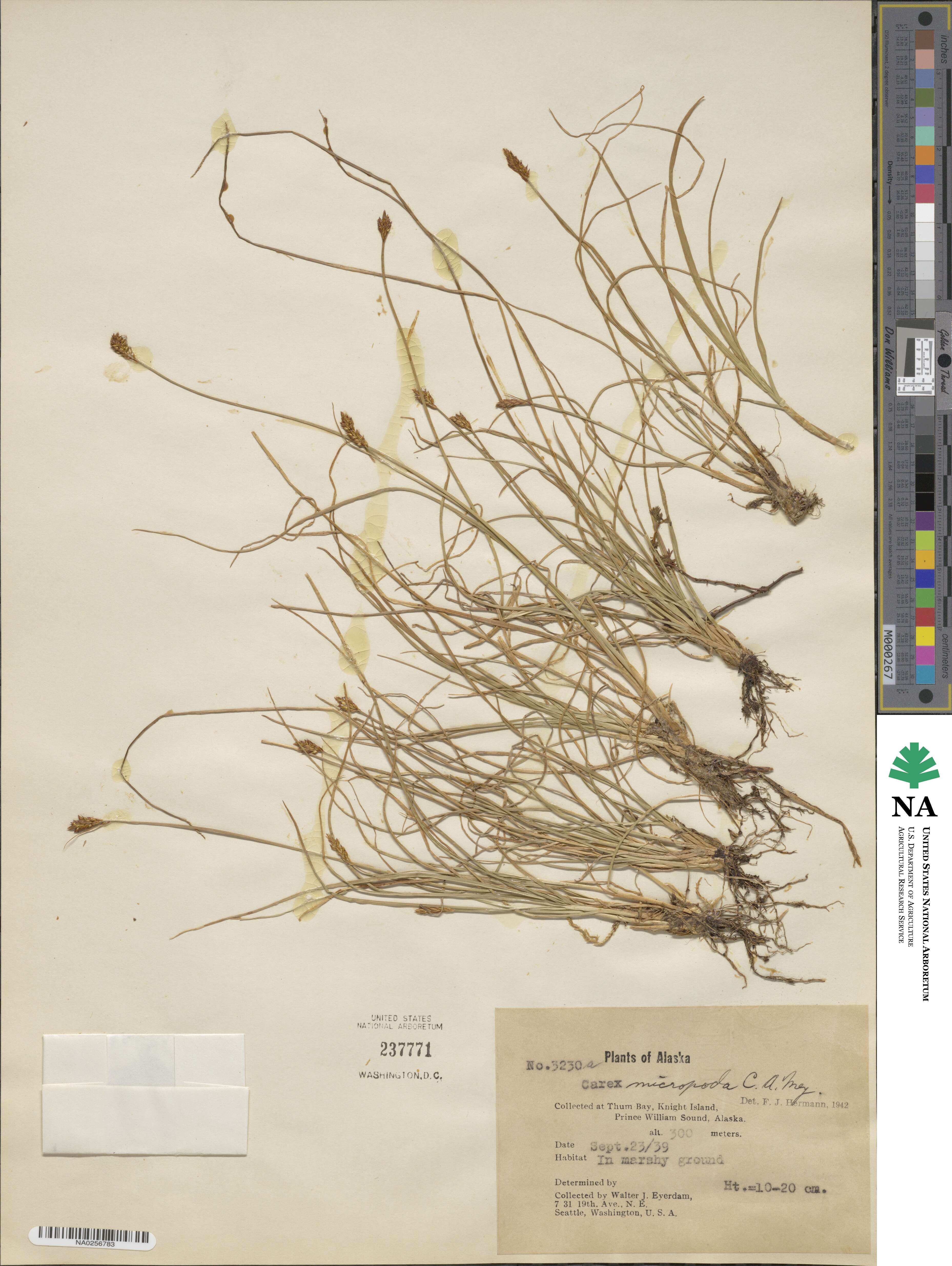 Carex micropoda image