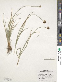 Carex microptera image