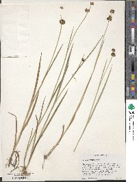 Carex microptera image