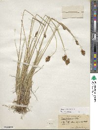 Carex microptera image