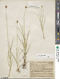 Carex microptera image