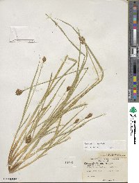 Carex microptera image