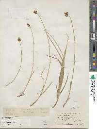 Carex microptera image