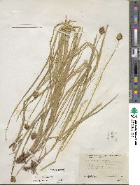 Carex microptera image