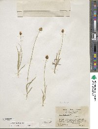 Carex microptera image