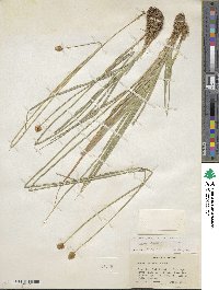 Carex microptera image