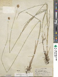 Carex microptera image