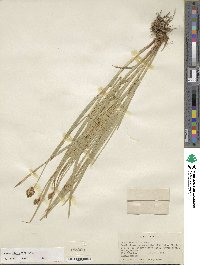 Carex microptera image