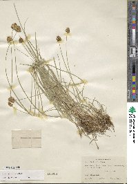 Carex microptera image