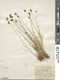 Carex microptera image