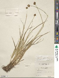 Carex michauxiana image