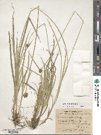 Carex michauxiana image