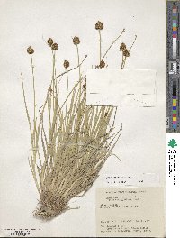 Carex michauxiana image