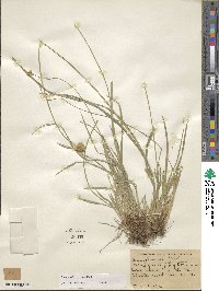 Carex michauxiana image