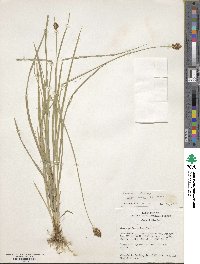 Carex michauxiana image