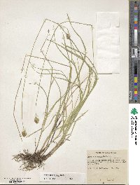 Carex michauxiana image