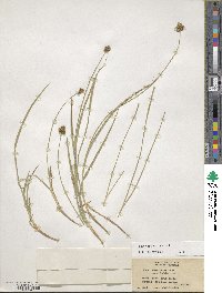 Carex michauxiana image