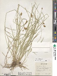 Carex michauxiana image