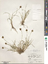 Carex michauxiana image