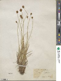 Carex michauxiana image