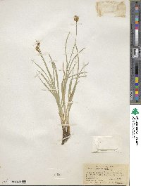 Carex michauxiana image