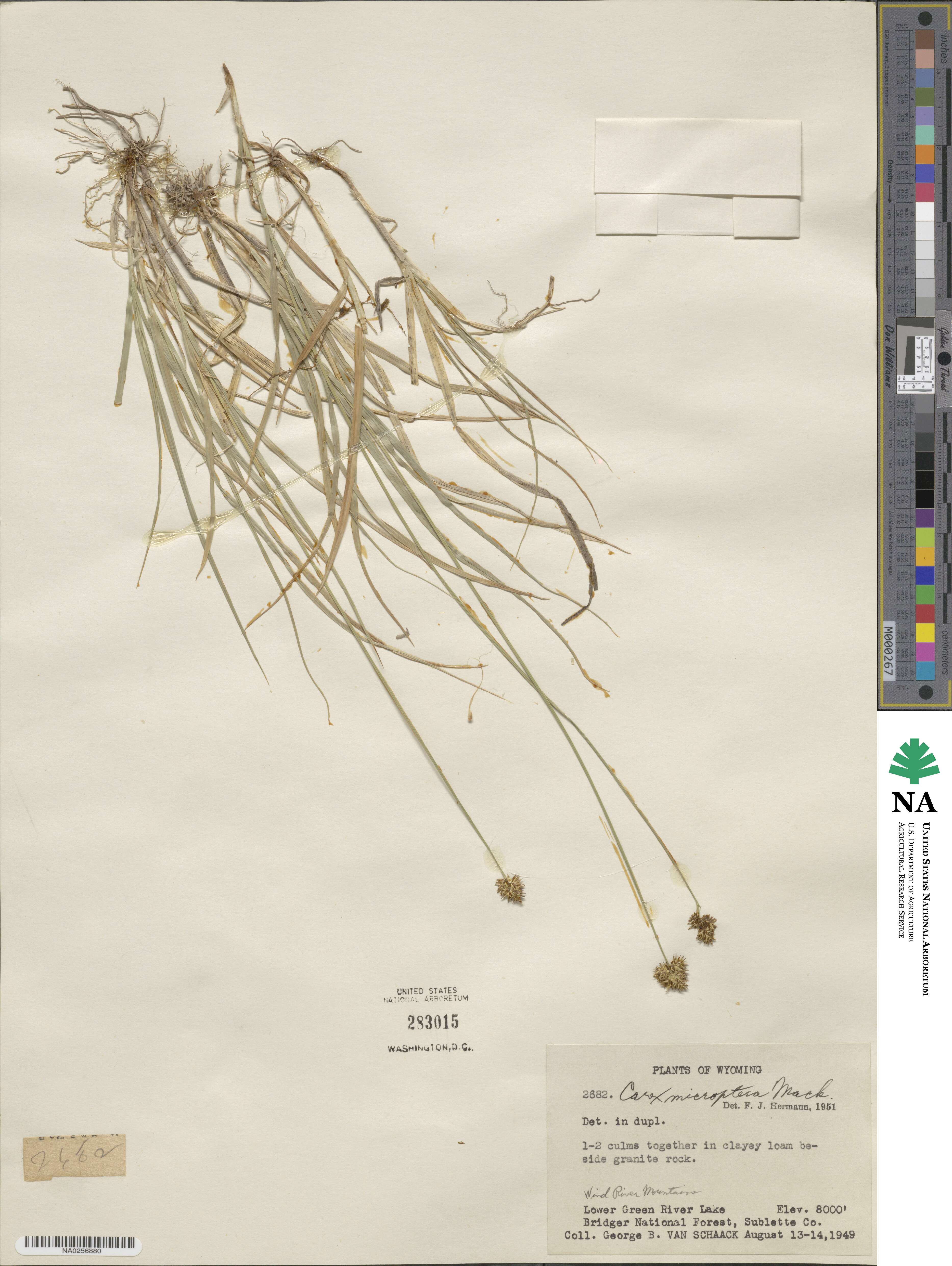 Carex michauxiana image