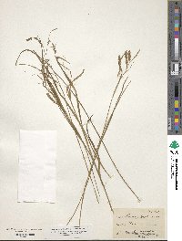 Carex miliacea image