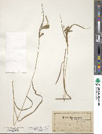 Carex miliacea image