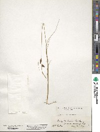 Carex miliaris image