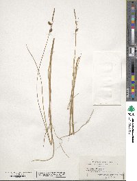 Carex miliaris image
