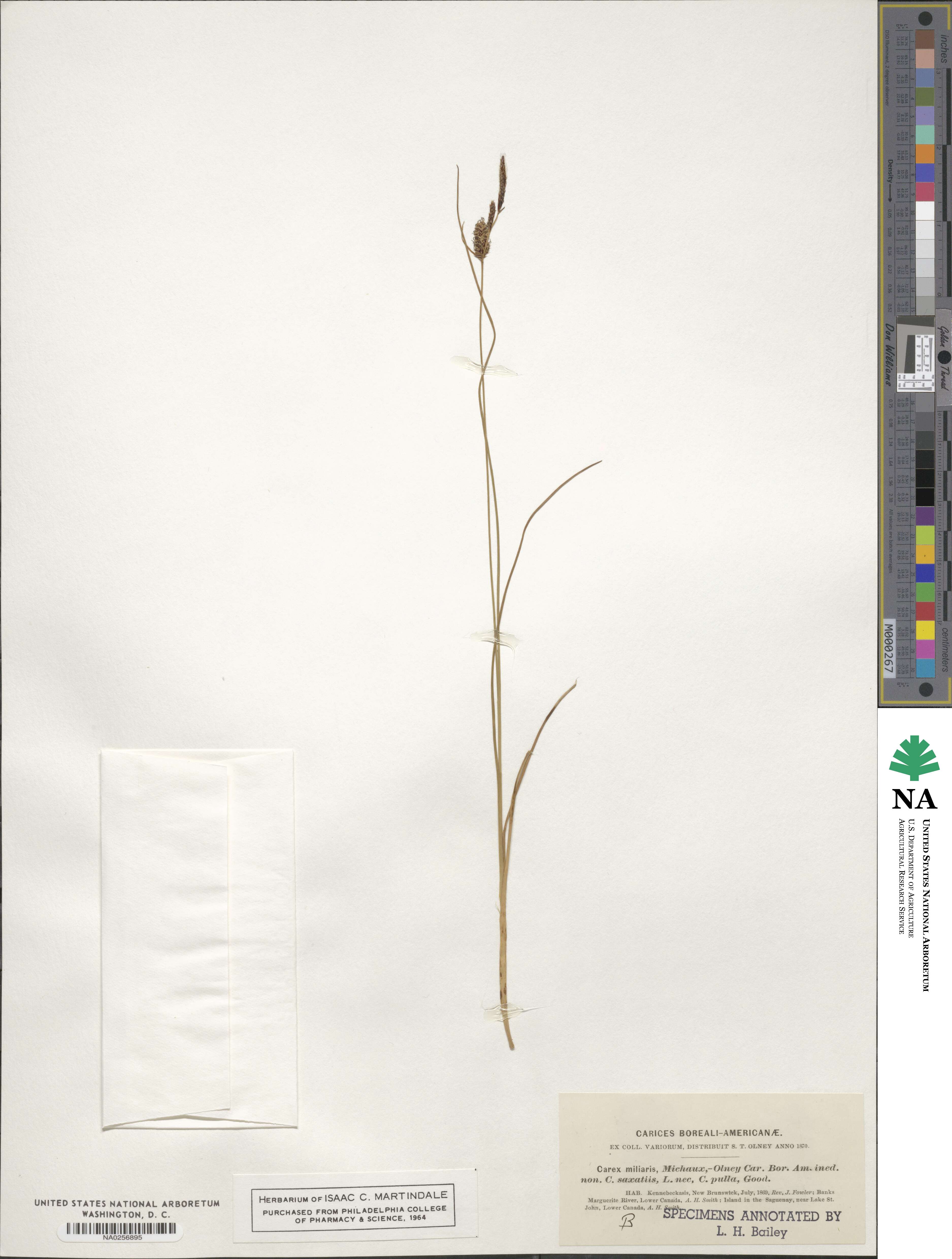 Carex miliaris image