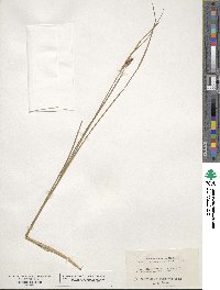 Carex miliaris image