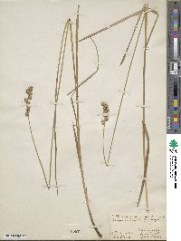 Carex normalis image