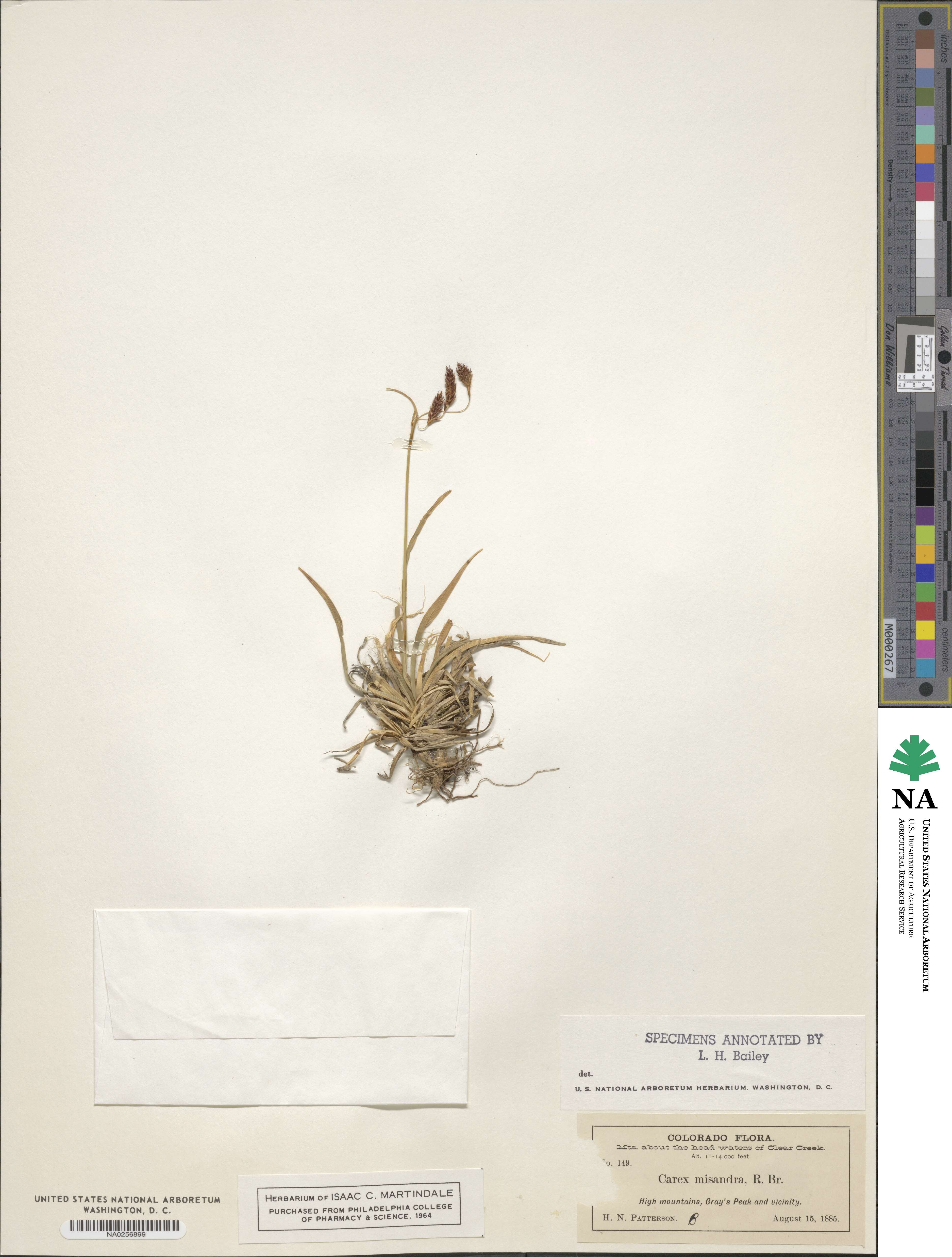 Carex fuliginosa image