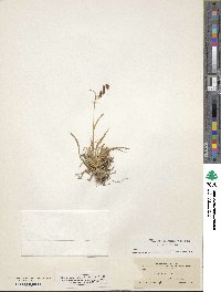 Carex fuliginosa image