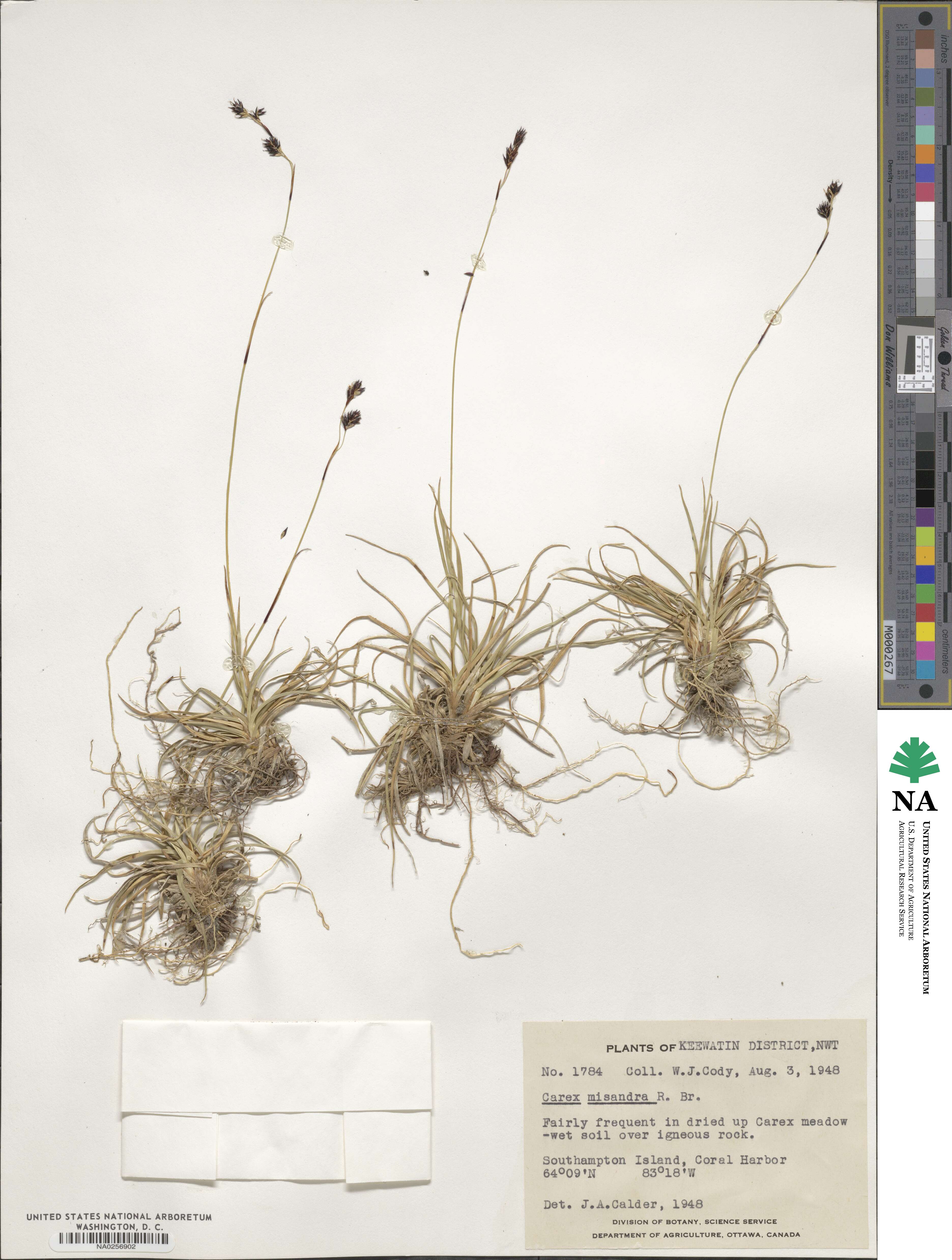 Carex fuliginosa image