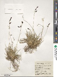 Carex fuliginosa image