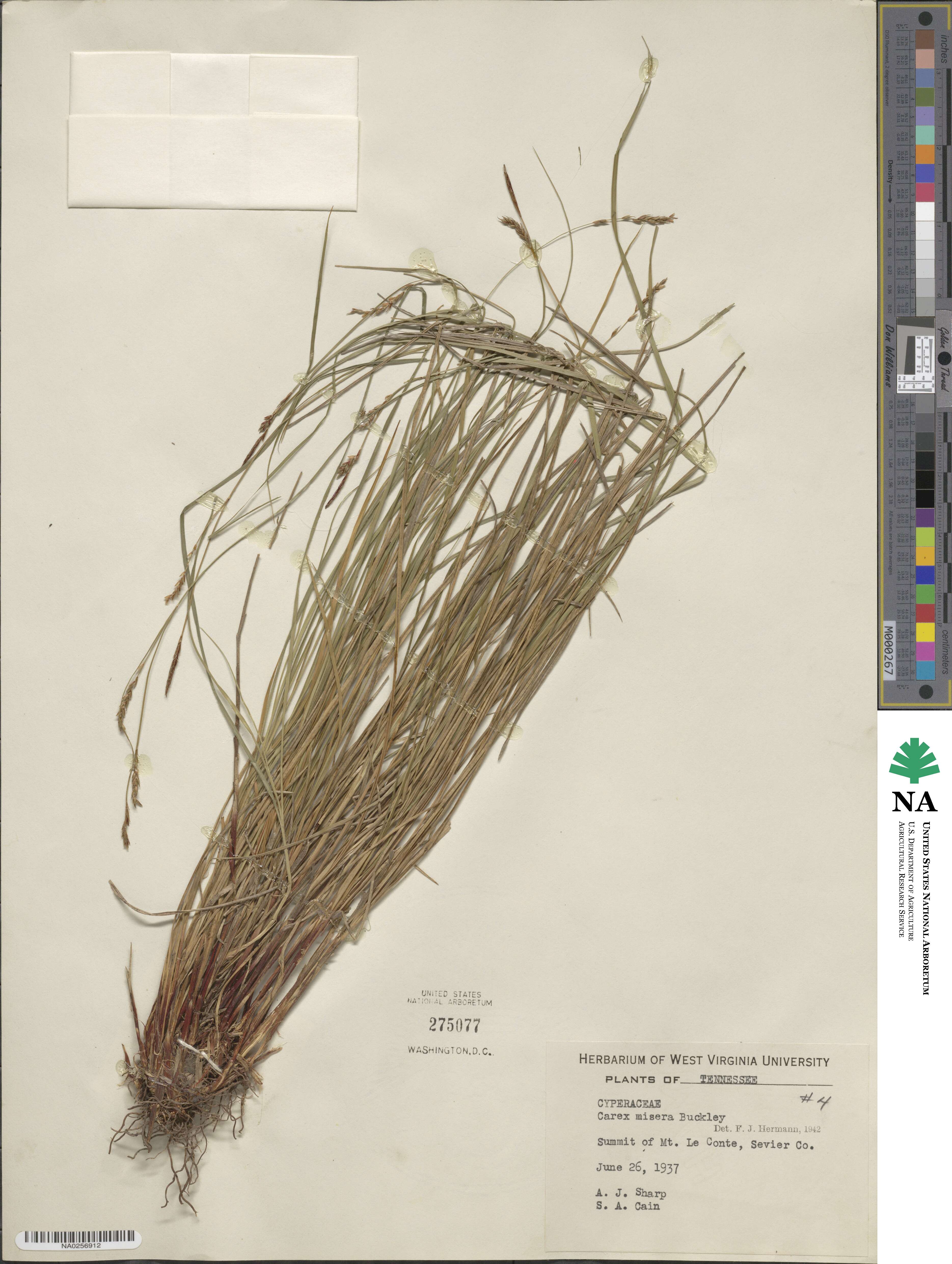 Carex misera image