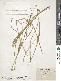 Carex vesicaria image