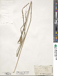 Carex vesicaria image