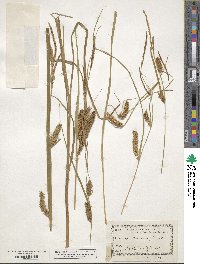 Carex vesicaria image