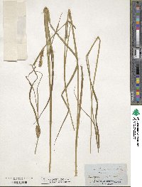 Carex vesicaria image