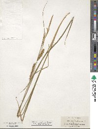 Carex vesicaria image