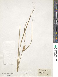 Carex vesicaria image