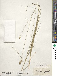 Carex vulpinoidea image